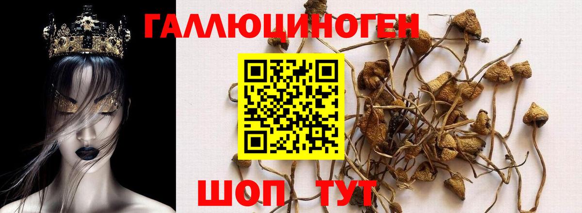 Галлюциногенные грибы Psilocybe Миасс